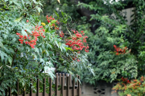 rain-kissed heavenly bamboo berries - garden decoration stock pictures, royalty-free photos & images
