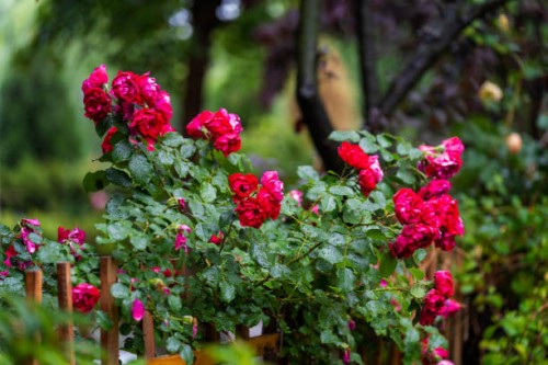 rain water on the rose in the residential area. - garden decoration stockfoto's en -beelden