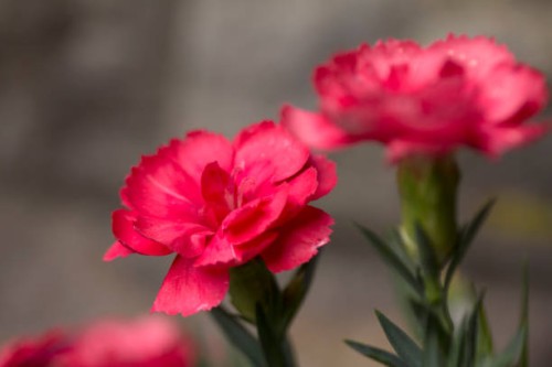 red carnation - garden decoration stock pictures, royalty-free photos & images