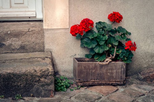 red geraniums in a planter next to stone steps - garden decoration stock pictures, royalty-free photos & images