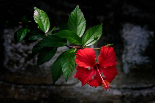 red hibiscus on stone wall background - garden decoration stock pictures, royalty-free photos & images