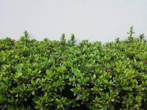 red ixora flower blossoms bush green tree on white cement wall background - garden decoration stockfoto's en -beelden