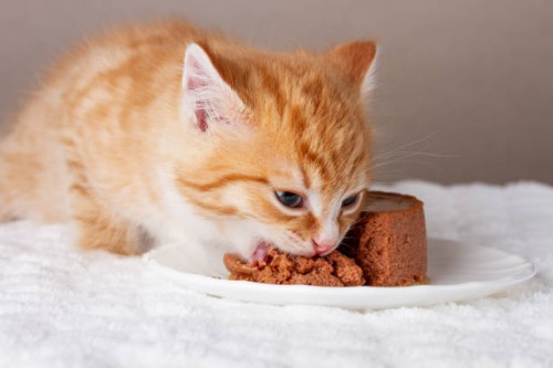 red little kitten eating soft wet food - food stock pictures, royalty-free photos & images