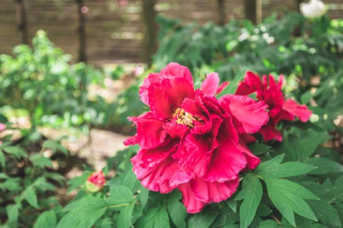 red peonies - garden decoration stock-fotos und bilder