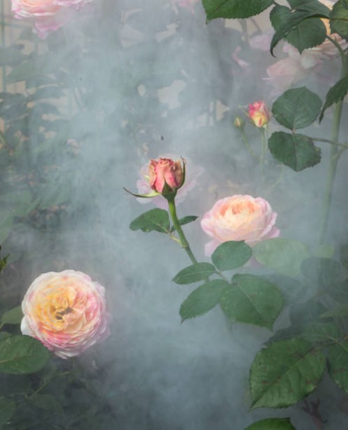 red rose blooming in the garden - garden decoration stock pictures, royalty-free photos & images