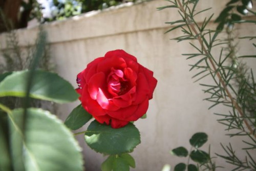 red rose flower in garden - garden decoration stock pictures, royalty-free photos & images