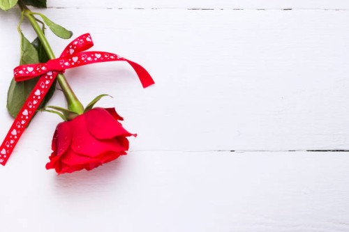 red rose of love on a white wooden background - garden decoration stock pictures, royalty-free photos & images