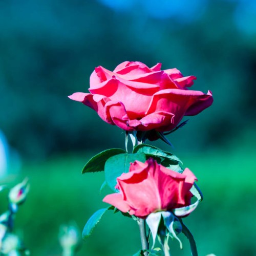 red rose on the branch in the garden - garden decoration stock pictures, royalty-free photos & images