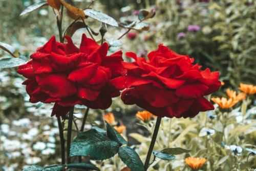 red roses in the garden. close-up. - garden decoration stock pictures, royalty-free photos & images