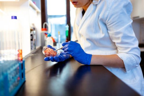 researcher inspecting meat sample in laboratory - food stock pictures, royalty-free photos & images
