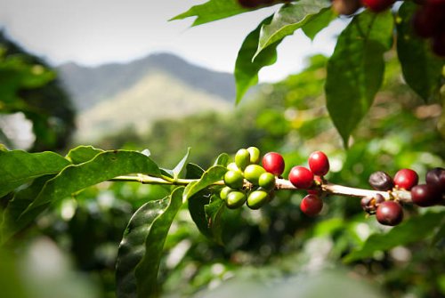 ripe coffee beans (cherries) - coffee stock pictures, royalty-free photos & images