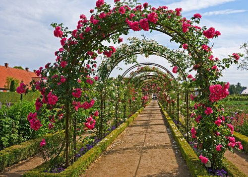 rose archway - garden decoration stock pictures, royalty-free photos & images