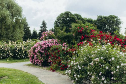 rose bushes against trees in a summer park. - garden decoration stock pictures, royalty-free photos & images
