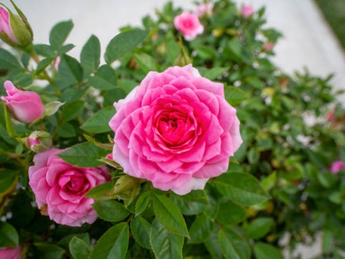 rose flower - garden decoration stock pictures, royalty-free photos & images