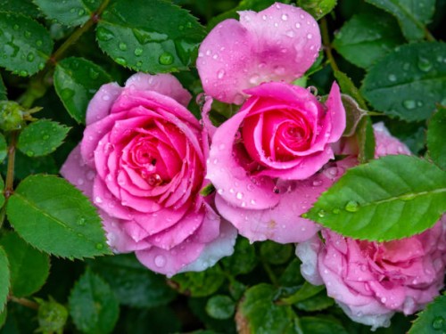 rose flowers - garden decoration stock pictures, royalty-free photos & images