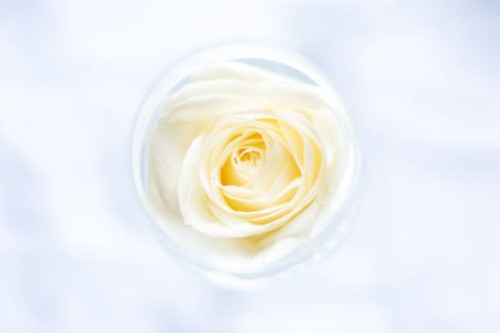rose in a glas - garden decoration stock pictures, royalty-free photos & images