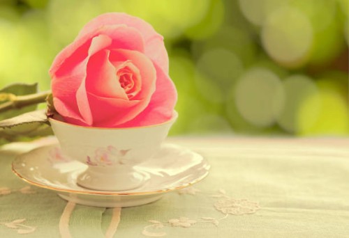 rose in tea cup - garden decoration stock pictures, royalty-free photos & images