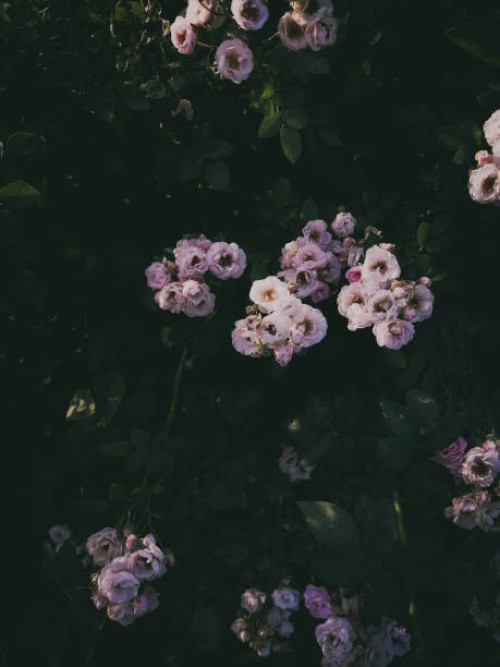 rosebush - flower garden - garden decoration stock pictures, royalty-free photos & images