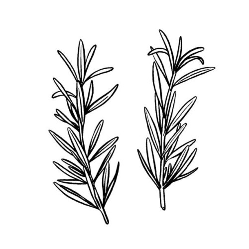 rosemary drawing - food stock illustrations