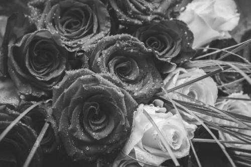 roses - garden decoration stock pictures, royalty-free photos & images