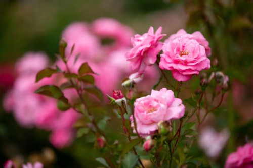 roses and rosebuds together in the rose garden - garden decoration stock pictures, royalty-free photos & images