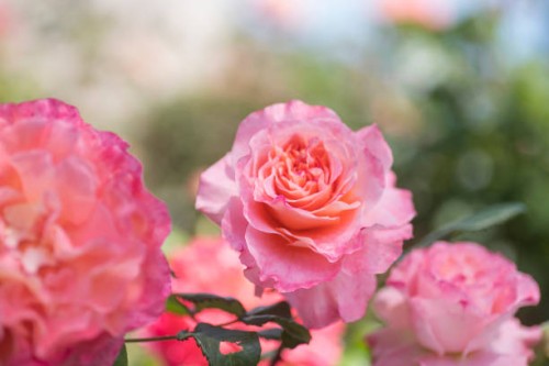 roses garden - garden decoration stock pictures, royalty-free photos & images