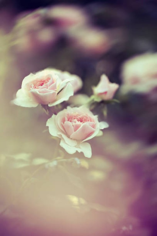 roses in the garden filtered - garden decoration stock pictures, royalty-free photos & images