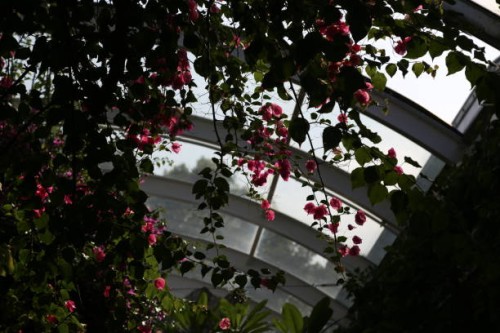 royal botanic garden, fukuoka japan - garden decoration stock-fotos und bilder