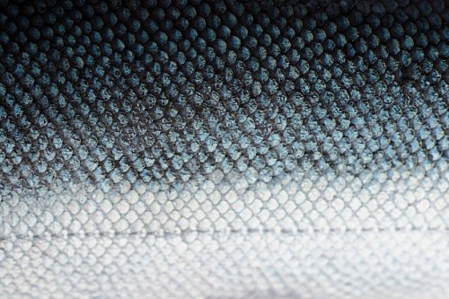 salmon scales with blue and white - food stock pictures, royalty-free photos & images