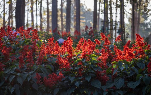 salvia blossoming by the forest in sunlight - garden decoration stock pictures, royalty-free photos & images