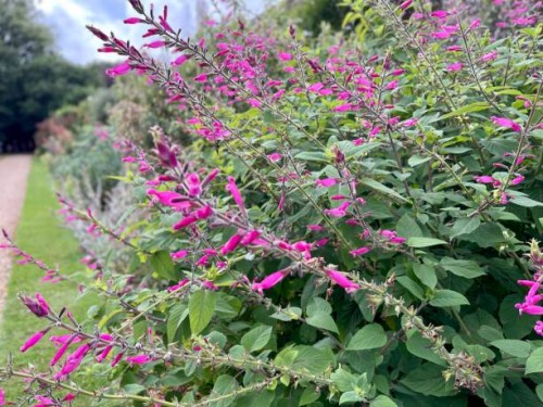 salvia dorisiana bush, sage, pink flowering herbs - garden decoration stock pictures, royalty-free photos & images