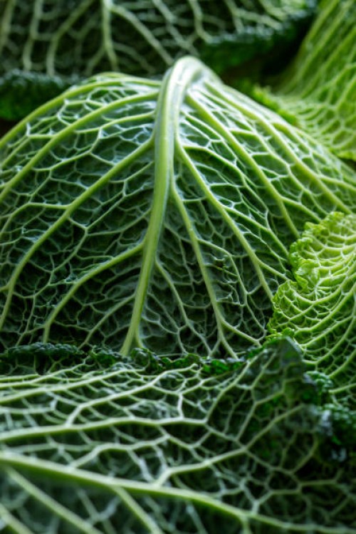 savoy cabbage - close-up - food stock pictures, royalty-free photos & images