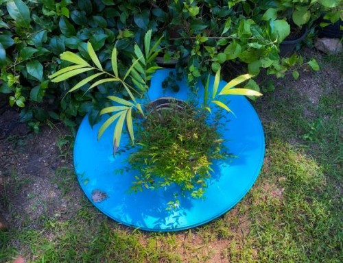 sealing wax palm( lipstick palm, rajah palm, maharajah palm) in plant pot - garden decoration stock pictures, royalty-free photos & images