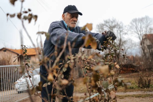 seasonal work in the garden yard, pruning the rose bush with pruning shears. - garden decoration stock pictures, royalty-free photos & images