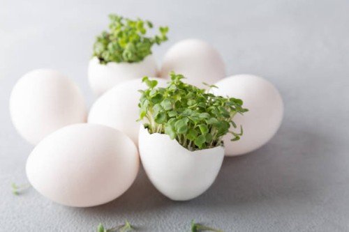 seedling plants in eggshells - garden decoration stock pictures, royalty-free photos & images