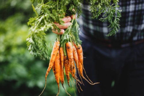 senior man with bunch of freshly harvested carrots - food stock pictures, royalty-free photos & images