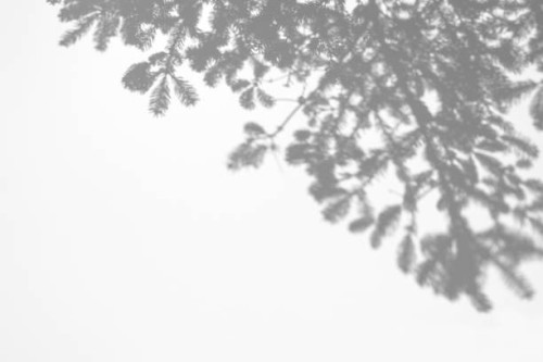 shadows of fir tree branches on a white wall - garden decoration stock pictures, royalty-free photos & images