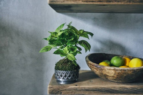 shelf with green plant and wooden bowl of citrus - garden decoration stock pictures, royalty-free photos & images