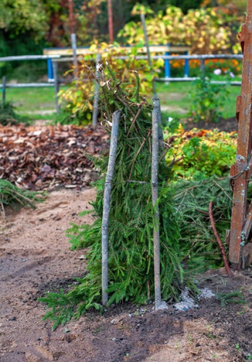 shelter of plants with spruce branches - garden decoration stock pictures, royalty-free photos & images