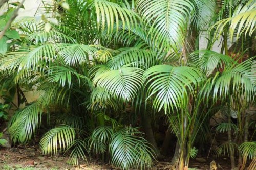 shining rich green huge cluster of areca palm plants making a corner of the garden beautiful and attractive. chrysalidocarpus lutescens. arecaceae family. - garden decoration stock pictures, royalty-free photos & images