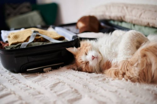 shot of a sleepy adorable cat napping next to a packed suitcase at home - travel stockfoto's en -beelden