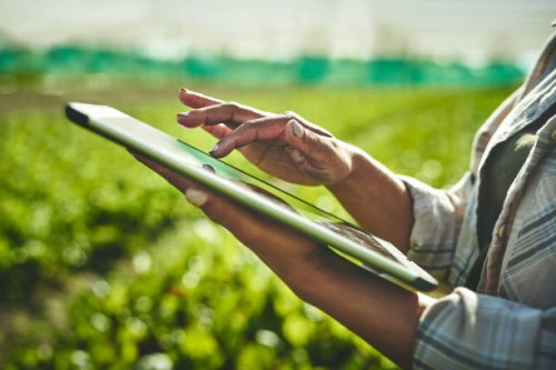 shot of an unrecognisable woman using a digital tablet while working on a farm - food stock pictures, royalty-free photos & images