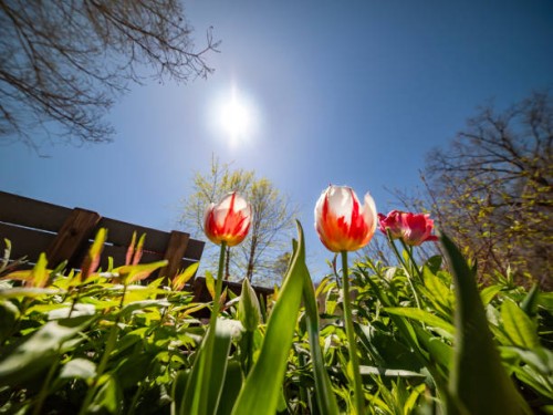 signs of spring, tulips - garden decoration stock pictures, royalty-free photos & images