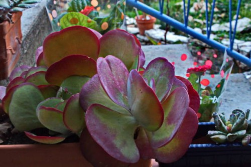 sister's garden - garden decoration stock-fotos und bilder