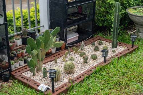 small cactus garden in residential area planting as ornamental garden. - garden decoration stock pictures, royalty-free photos & images