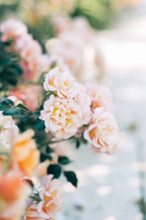 small pink roses bloom on a bush in the summer in the garden. selective focus. - garden decoration stock pictures, royalty-free photos & images