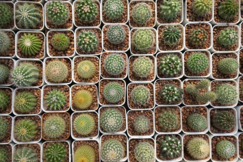 small plant lobivia cactus in garden - garden decoration stock pictures, royalty-free photos & images