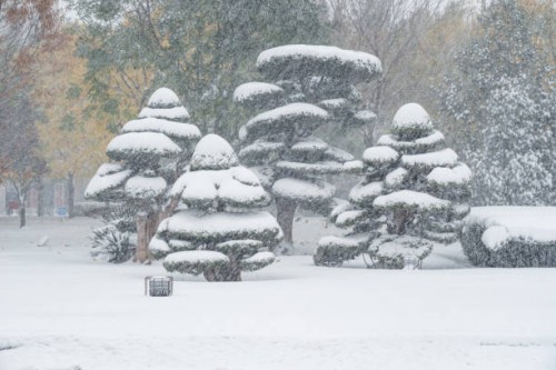 snow covered trees - garden decoration stock pictures, royalty-free photos & images