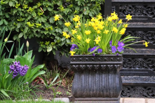 spring blooms in yellow and violet - garden decoration stock pictures, royalty-free photos & images