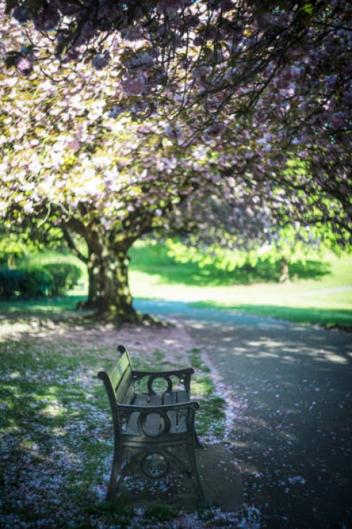 spring cherry blosson - garden decoration stock pictures, royalty-free photos & images